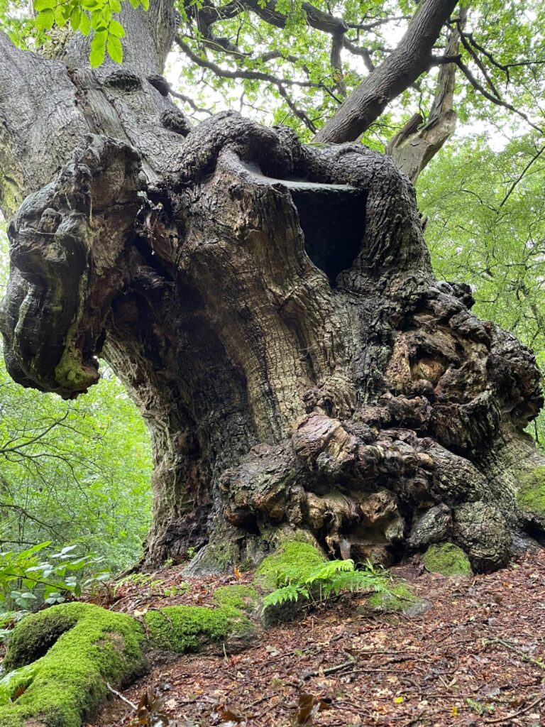 whatsapp image 2026 02 24 at 07.04.21 (1)